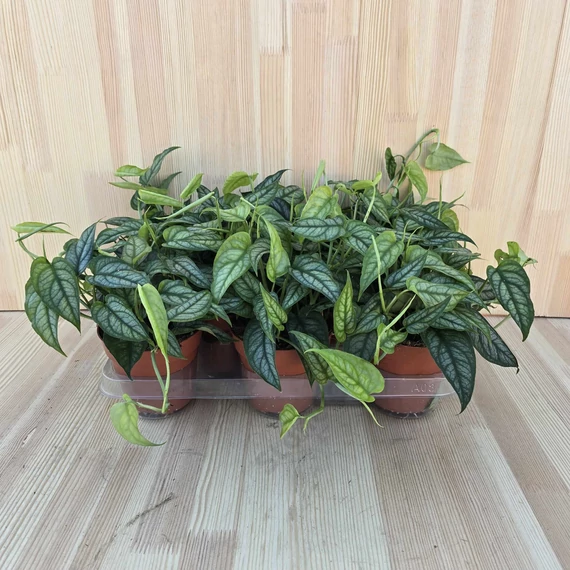 Monstera Siltepecana