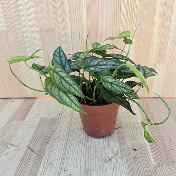 Monstera Siltepecana