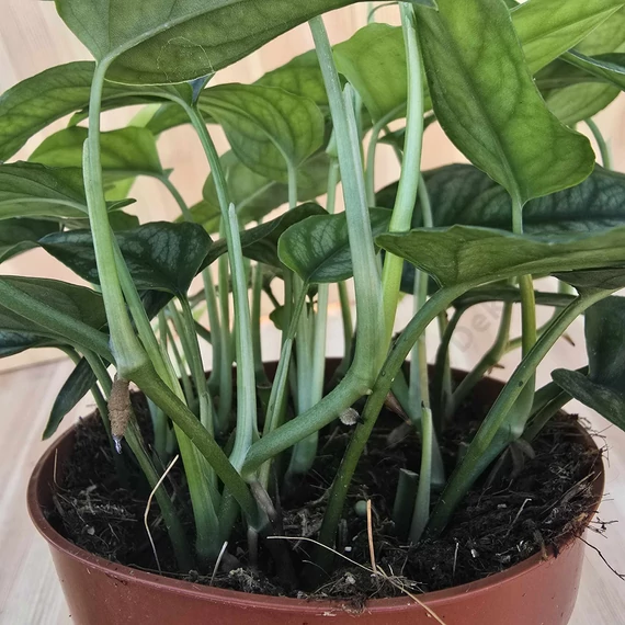 Monstera Siltepecana