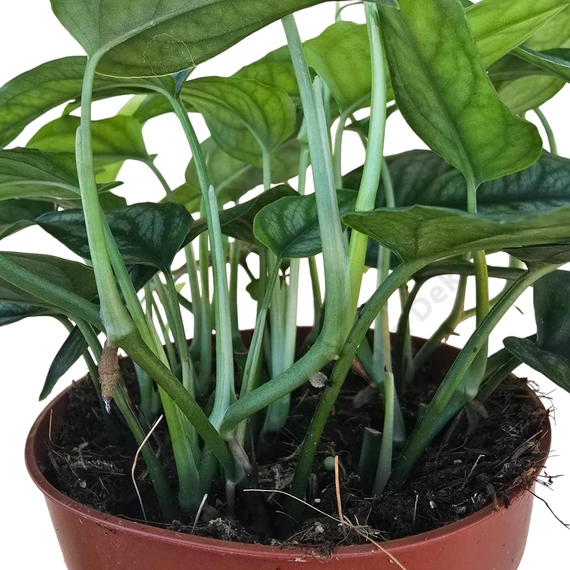 Monstera Siltepecana