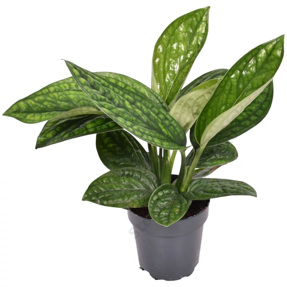 Monstera sp. Peru Karstenianum