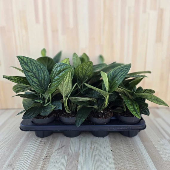 Monstera sp. Peru Karstenianum