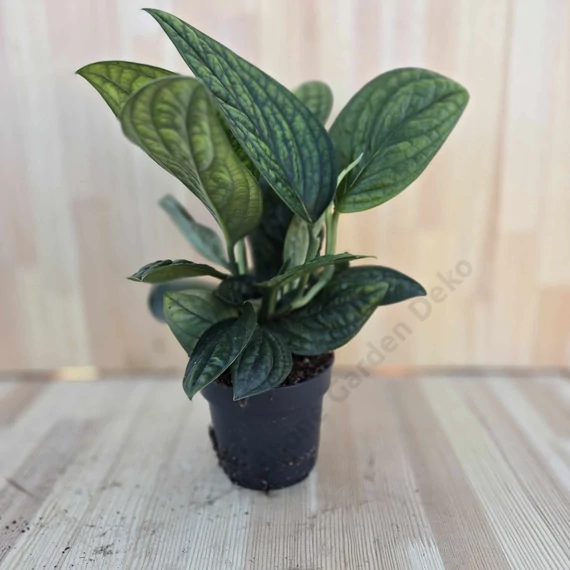 Monstera sp. Peru Karstenianum