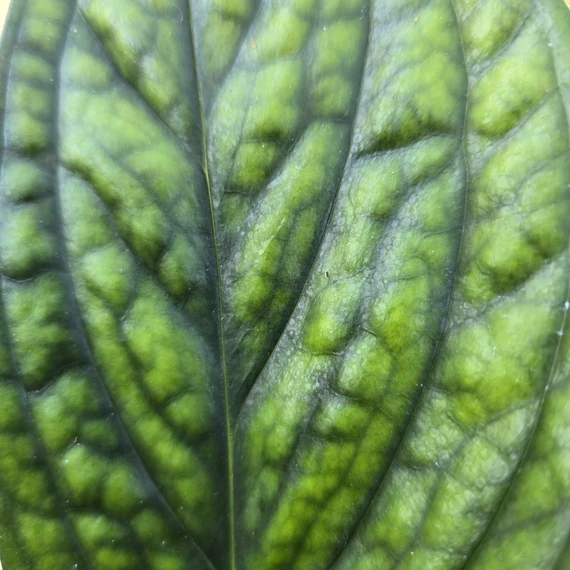 Monstera sp. Peru Karstenianum