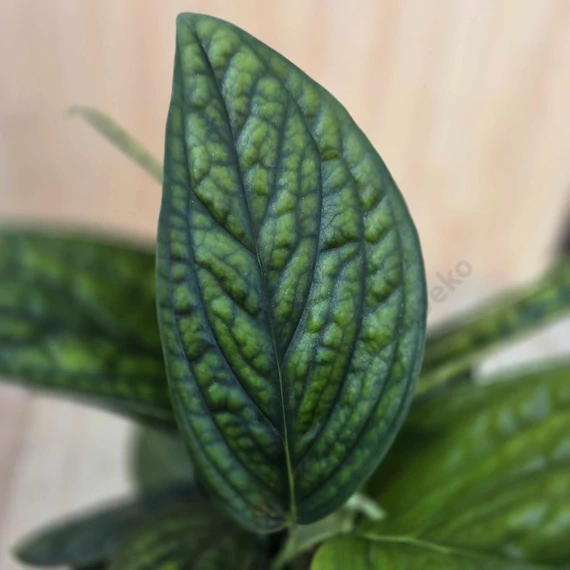 Monstera sp. Peru Karstenianum