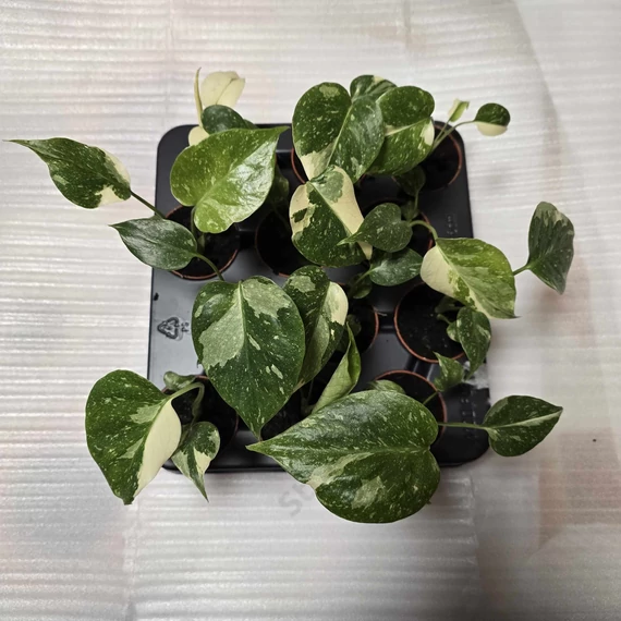 Monstera Thai Constellation