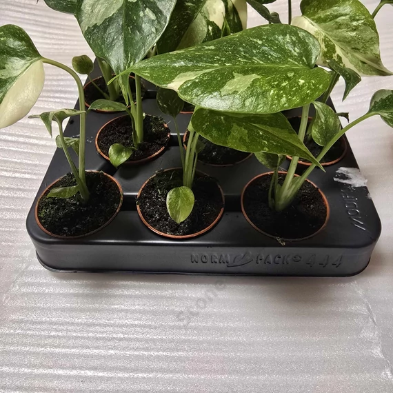 Monstera Thai Constellation