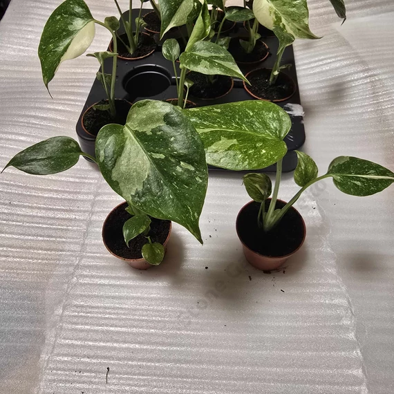 Monstera Thai Constellation