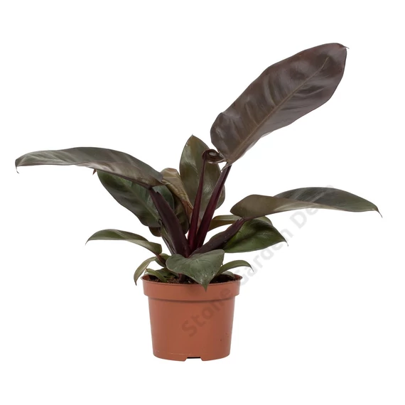Philodendron Black Cardinal