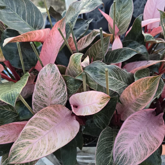 Philodendron Pink Birkin