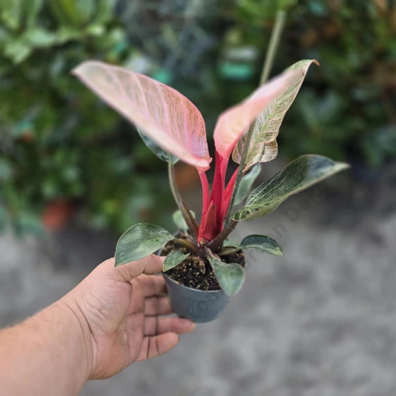 Philodendron Pink Birkin