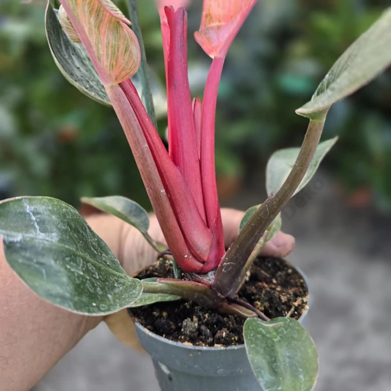Philodendron Pink Birkin