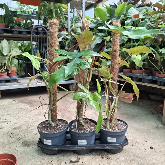 Philodendron Billietiae mohakaróval