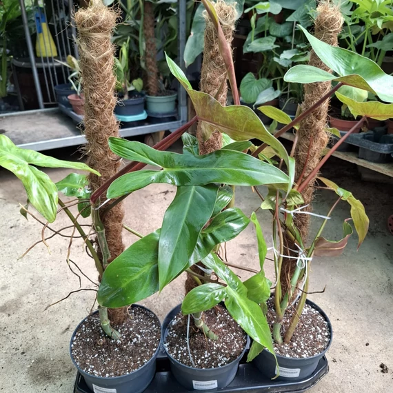 Philodendron Billietiae mohakaróval