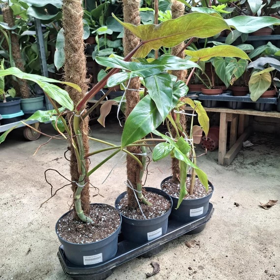 Philodendron Billietiae mohakaróval