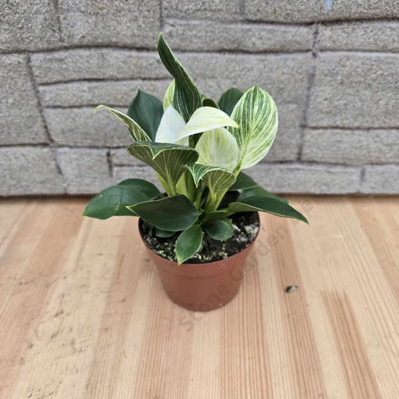 Philodendron Birkin