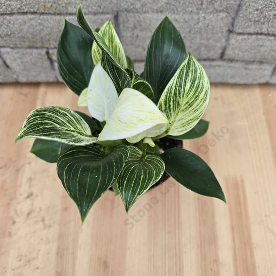 Philodendron Birkin
