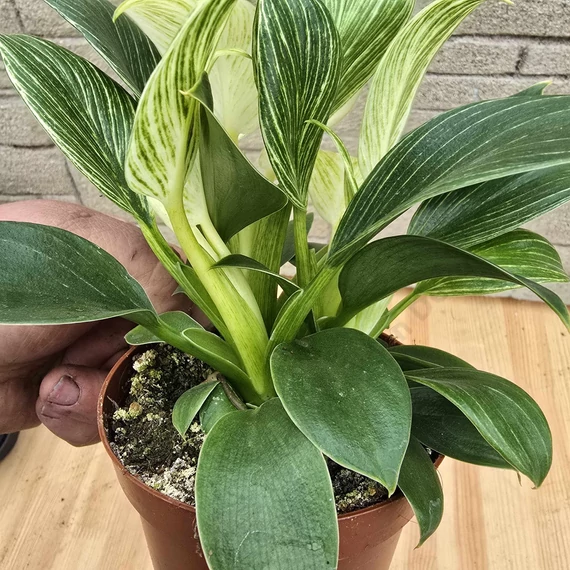 Philodendron Birkin
