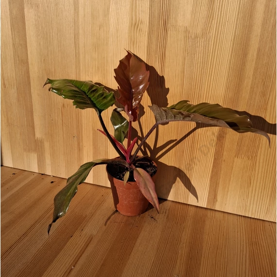 Philodendron Choco Empress