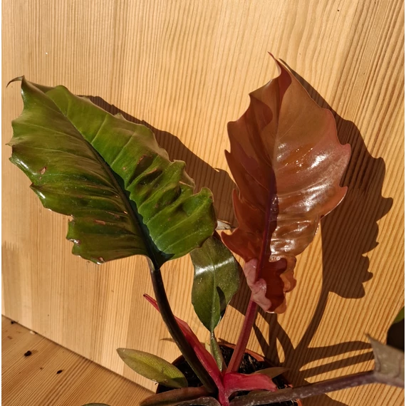 Philodendron Choco Empress