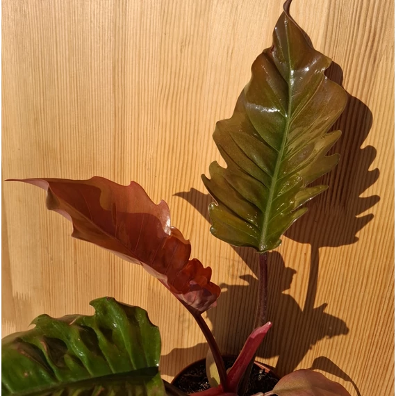 Philodendron Choco Empress