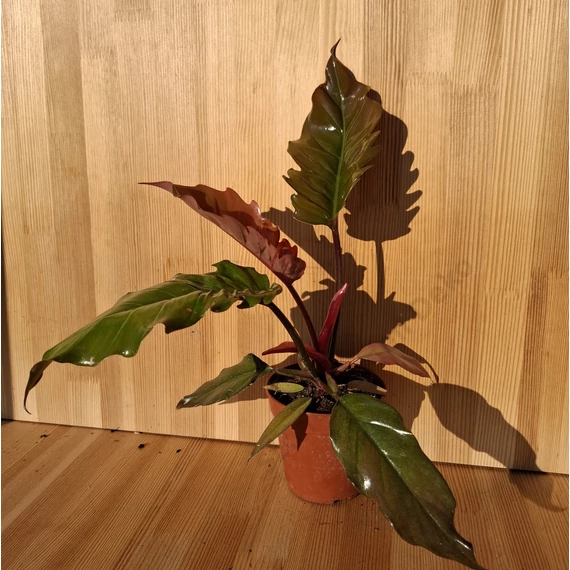 Philodendron Choco Empress