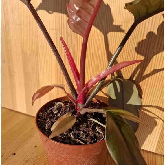 Philodendron Choco Empress