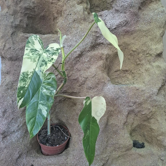 Philodendron Domesticum Variegata