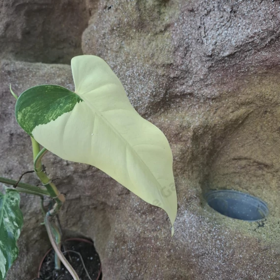 Philodendron Domesticum Variegata