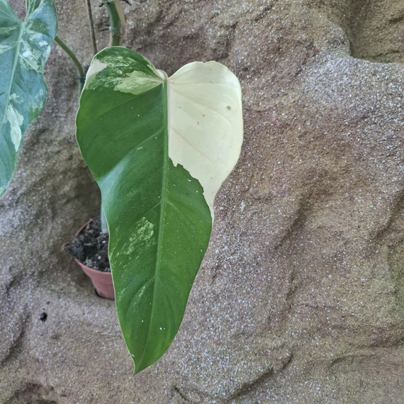 Philodendron Domesticum Variegata