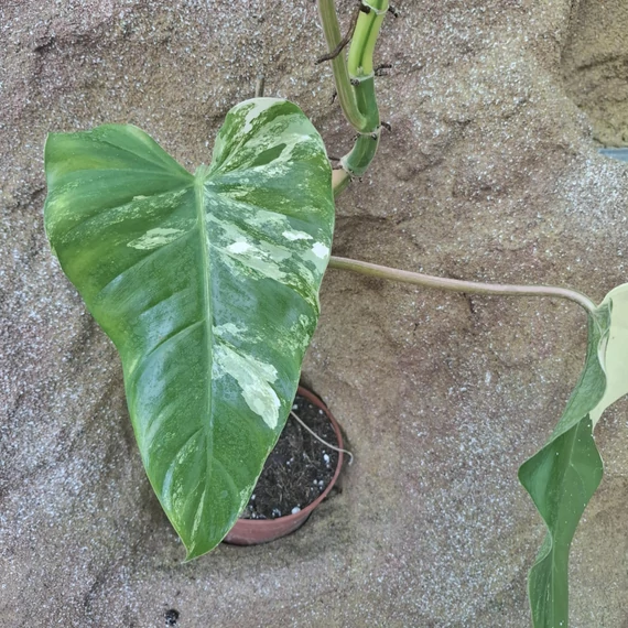 Philodendron Domesticum Variegata