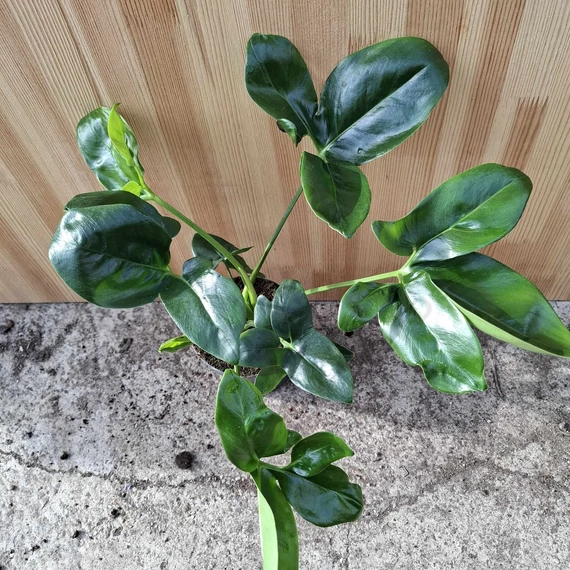 Philodendron Fun Bun