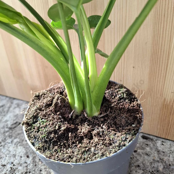 Philodendron Fun Bun