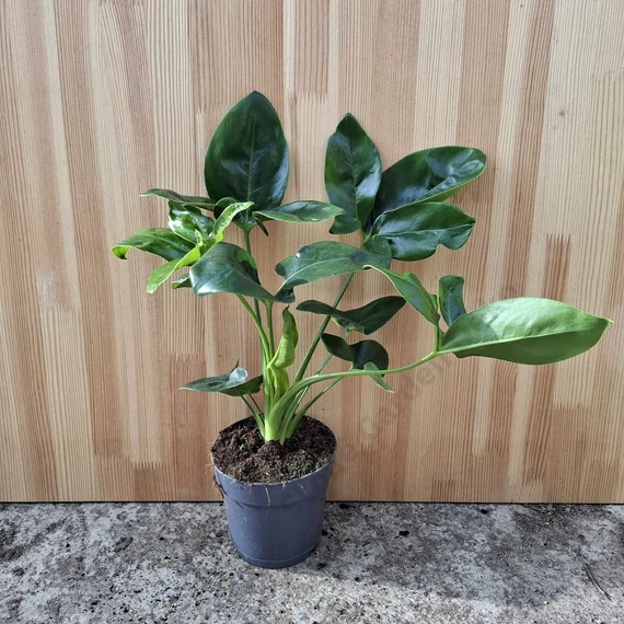 Philodendron Fun Bun