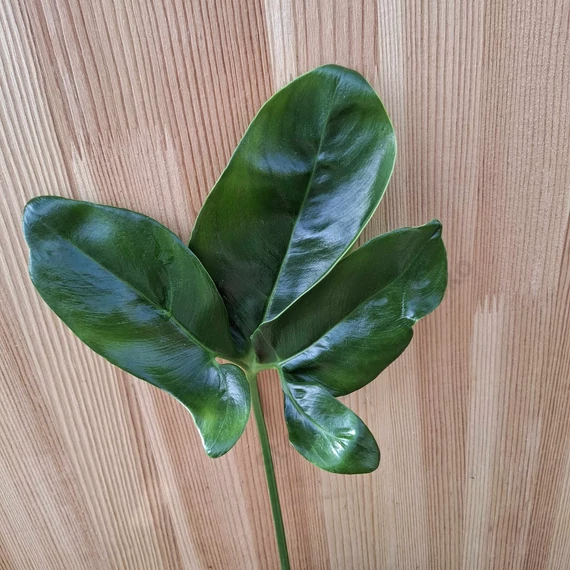 Philodendron Fun Bun