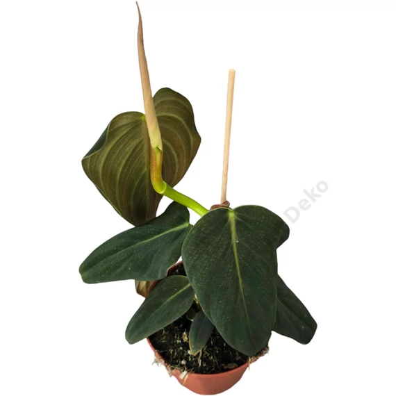 Philodendron Gigas