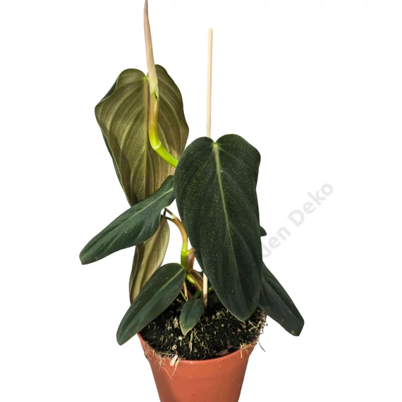 Philodendron Gigas