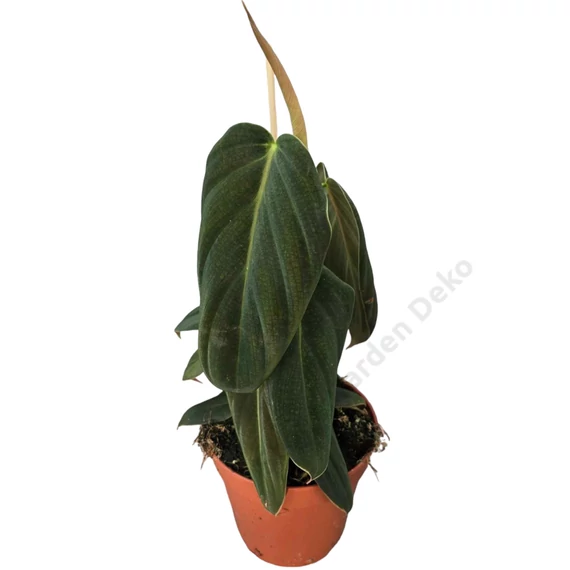 Philodendron Gigas