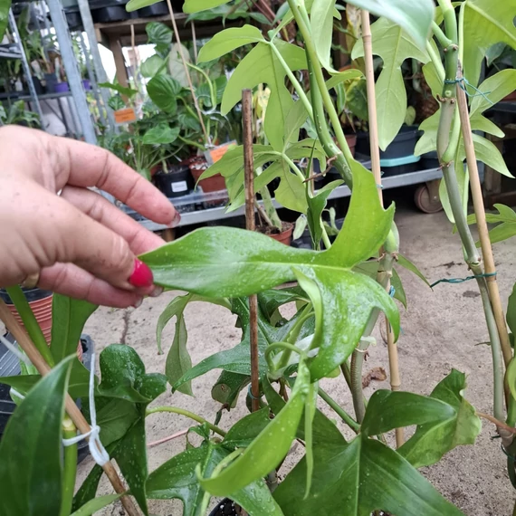 Philodendron Gladhands