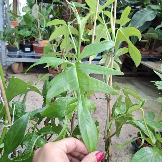 Philodendron Gladhands