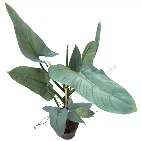 Philodendron Silver Queen
