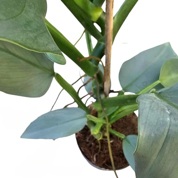 Philodendron Silver Queen