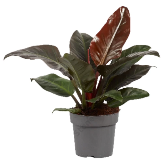 Philodendron Imperial Red