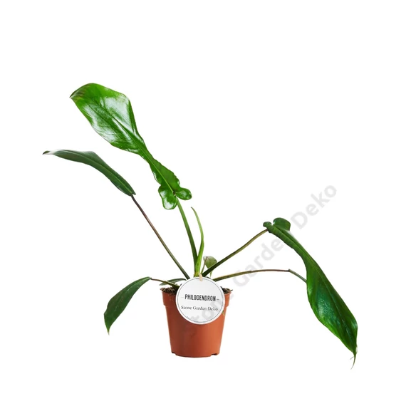Philodendron Joepii