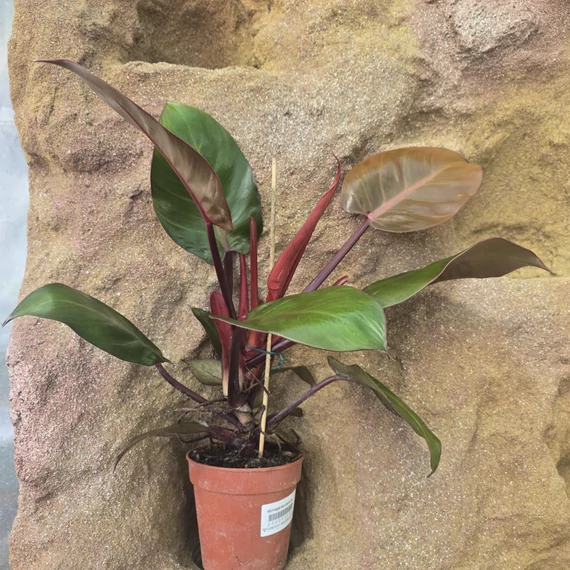Philodendron McColley's Finale