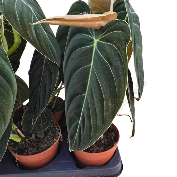 Philodendron Melanochrysum