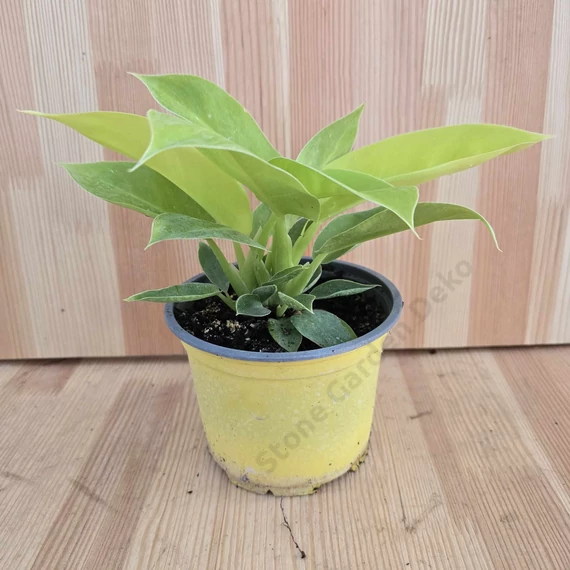 Philodendron Moonlight