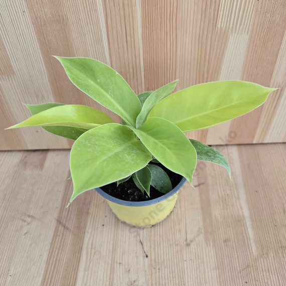 Philodendron Moonlight