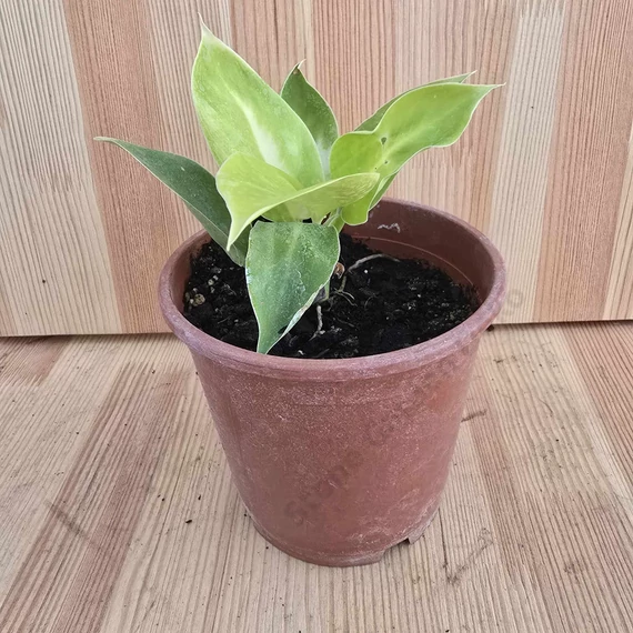 Philodendron Moonlight