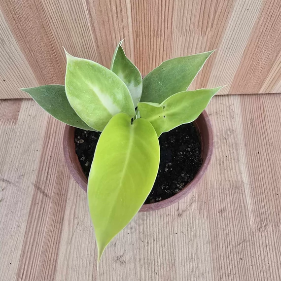 Philodendron Moonlight